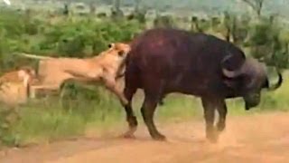 Lion Versus a Big Buffalo Bull  Latest Wildlife Sightings [upl. by Eisiam]