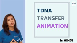 Agrobacterium Mediated Gene Transfer  Part 2  TDNA transfer Animation [upl. by Ormiston]