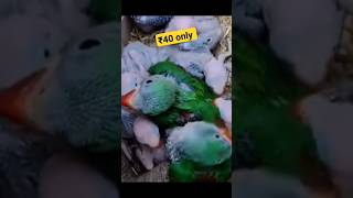 cheapest price parrots in India 2024 parrot parrotprice parrotmarket onlineparrot [upl. by Hubert218]