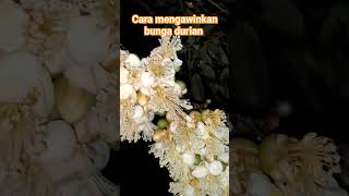 Cara mengawinkan bunga durian [upl. by Aonehc]