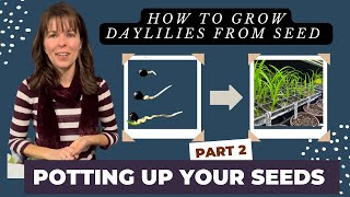 HOW TO GROW DAYLILY PLANTS FROM SEED  VIDEO SERIES  PART 2 POTTING UP YOUR GERMINATED SEEDS [upl. by Fogg92]