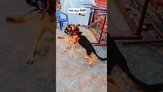 german shepherd vs street dog fight german shepherd vs desi dog fight  dog shorts youtubeshorts [upl. by Akselav851]