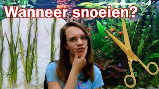 Hoe SNEL groeien planten WANNEER moet je SNOEIEN Nickey [upl. by Lillian]