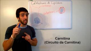 Bioquímica  Catabolismo Lipídico [upl. by Burnie]