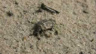 Antlion red wood ant and a millipede  Ameisenlöwe [upl. by Guglielma]