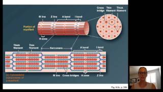 Lecture15 Muscle Physiology [upl. by Attennaj139]