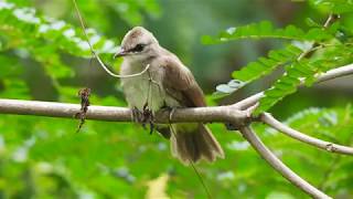 Call Of Juvenile Yellow Vented Bulbul [upl. by Animrelliug399]