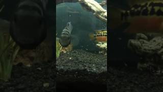 SALVINI CONVICT HYBRID CICHLID FRY [upl. by Boyt]