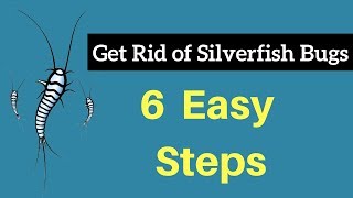 How to Get Rid of Silverfish Bugs Without Professional Help Fast amp Permanently [upl. by Edmead]