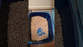 Watch and Save Sifting litter box cat litterbox kitten [upl. by Marks]