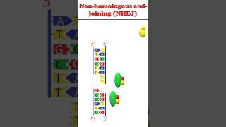 Non homologous end joining animation dnadamagerepair [upl. by Dnarud44]