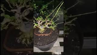 Premna small shorts bonsaitree bonsai bonsaiinspirasi premnamicrophyla [upl. by Stead]