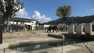 アジアゾウ 京都市動物園 2021年10月8日 [upl. by Bartram881]