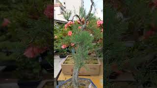 🌳21 BONSAI Gyoryu Tamarix ProfessionalPlanters Exhibit UenoGreenClub Tokyo2024 [upl. by Attelliw]