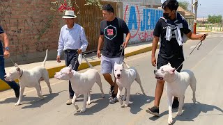 Visité Criadero Del Gran DOGO ARGENTINO Yuraccaiiqu MASCADOR [upl. by Eelyk]