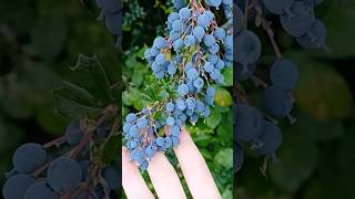 Foraging Wild Berries foraging wildberries [upl. by Hallette]