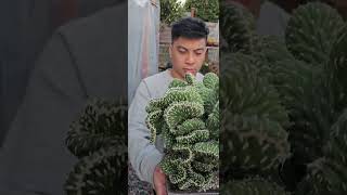 Extremely beautiful Opuntia Cylindrica Cristata dance video music plantmusic [upl. by Damaris]