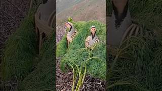 partridge sound call  chakor ki awaazbirdsounds birds chakor [upl. by Artemla]