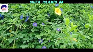 মুসিবতে না পাই যদি করুণা তোমার  mosibote na pai jodi  নতুন গজল  Shifa Islamic bd [upl. by Schreck]