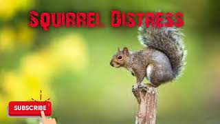 Predator Hunting Call  Squirrel Distress  12 Mins  Free Download [upl. by Livvie]