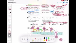 Leukocyte Extravasation  Margination  Adhesion Transmigration Migration Pathology 31 usmle [upl. by Crispen]