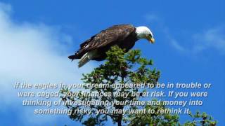 eagle dream meaning [upl. by Jemina]