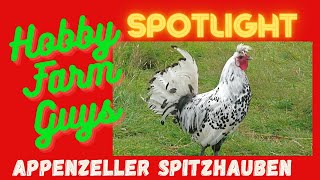 HFG Farm Animal Spotlight Appenzeller Spitzhauben Chicken [upl. by Aner]