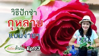 วิธีปักชำกุหลาบแบบง่ายๆ เปิดโลกต้นไม้ Ep13 Aranya Channel [upl. by Woolley]