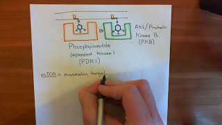 The Growth Factor Receptor and PI3K  AKT  mTOR Pathway Part 3 [upl. by Terrie]