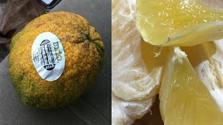 FancyDancy New Fruit Ugli Fruit Jamaican Tangelo [upl. by Phyllis]