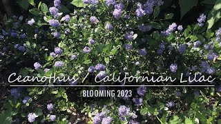 Ceanothus Victoria var Repens Cool Blue  Californian Lilac  2023 blooms [upl. by Jb]