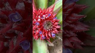 என்ன அண்ணாசி பூவா🍍 Pineapple Flower  Multiple Fruit  கூட்டுபழங்கள் villagelife nature kids [upl. by Ithsav]