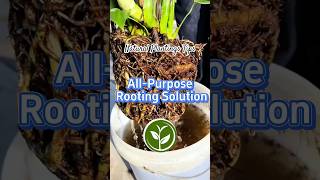 All Purpose Rooting Solution shortvideo plants youtubeshorts garden howto viralvideo [upl. by Loretta968]