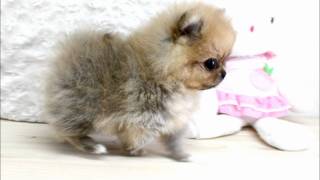 Boutique Teacup Puppies  Micro Teacup Pomeranians Tiniest Pom Puppies [upl. by Lebyram]