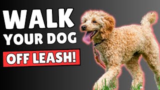 How to Train Your Puppy to Walk OFF LEASH 5 ESSENTIAL Tips [upl. by Narrad]