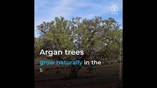 Benefits of the Argan tree [upl. by Neroled214]