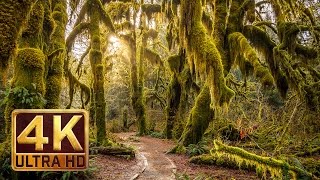 Hoh Rain Forest  4K Nature Relaxation Film [upl. by Andria655]