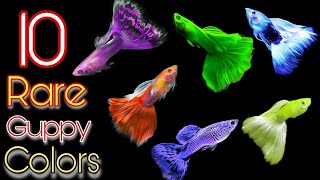 10 Rare Guppy Fish You Havent Seen😵😍 [upl. by Rimat860]