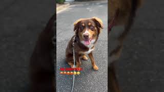 Lil Scrappy “Da Australian Shepherd” dog funny puppy pets cute australianshepherd doglover [upl. by Russom467]