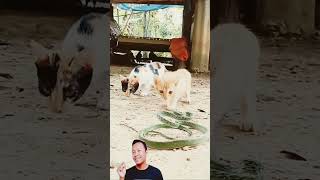 Bayi kucing vs ular berbisashots shotsvideo lucu funny [upl. by Haerr]