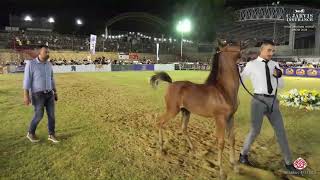 N 36 MANSURAT AL ATIYA Iksal Arabian Horse Show Futurity Fillys 2024 A Class 3 [upl. by Markus]