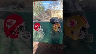 Chiefs vs 49ers These animals predict Super Bowl outcome Shorts [upl. by Enilra]