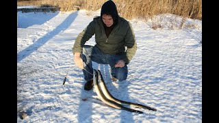 Eel spearfishing in lake Drūkšiai ungurių medžioklė Drūkšių ežere [upl. by Ahsieit]