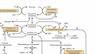 Gluconeogenesis  Glucose  Glycogen Synthesis from Glycerol  CarbohydrateMetabolism  Part 1 [upl. by Zere]