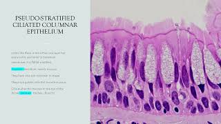 HISTOLOGY OF EPITHELIAL AND CONNECTIVE TISSUE PRESENTATION  BR [upl. by Oinota624]