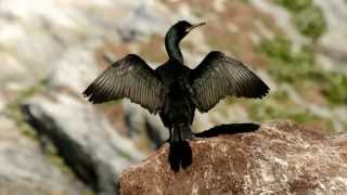 Varanger  birds and sites [upl. by Farrell144]