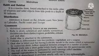 metridium classificationhabitat and comments zoology practical bsc1 best handwritten study notes [upl. by Nenerb]