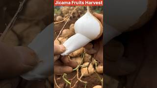 Jicama Fruits Harvesting ❤️ shorts youtubeshorts fruit [upl. by Aicirtam]