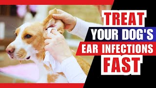 How to Treat Ear Infections in Dogs [upl. by Russian329]