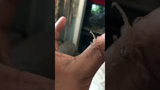 Tiny Baby Lobsters Crawl Across Mans Hand [upl. by Mellie309]